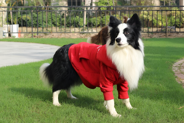 Why Pet Apparel Is More Than Fashion