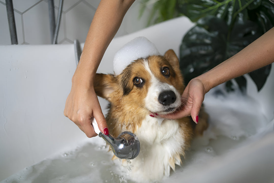Keeping Pets Fresh with Bath Products